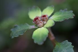 Attēlu rezultāti vaicājumam “Chrysosplenium alternifolium bud”