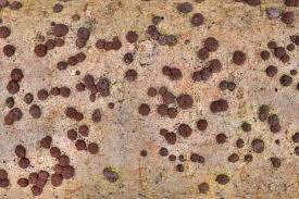 Attēlu rezultāti vaicājumam “Hypoxylon fuscum”