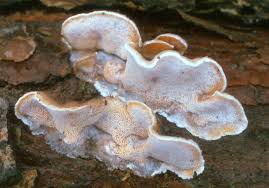 Attēlu rezultāti vaicājumam “Skeletocutis amorpha”