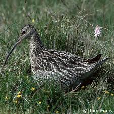 Attēlu rezultāti vaicājumam “Numenius arquata adult”