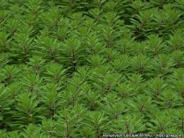 Attēlu rezultāti vaicājumam “Haloragaceae”