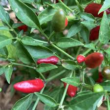 Afbeeldingsresultaat voor thai bird pepper hot pepper