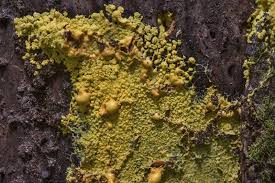 Attēlu rezultāti vaicājumam “Physarum xanthinum sessile”