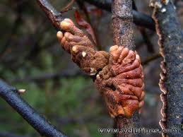 Attēlu rezultāti vaicājumam “Hypocreopsis lichenoides”