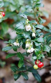 Attēlu rezultāti vaicājumam “Vaccinium vitis-idaea flower”