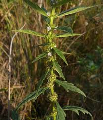 Attēlu rezultāti vaicājumam “Lycopus europaeus flower”