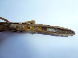 Attēlu rezultāti vaicājumam “Geocrypta galii larva”