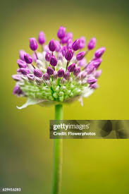 Attēlu rezultāti vaicājumam “Allium holandicum bud”