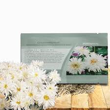 Image result for Chrysanthemum leucanthemum
