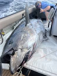 Image result for giant tuna