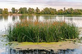 Attēlu rezultāti vaicājumam “Schoenoplectus lacustris subsp. glaucus bud”