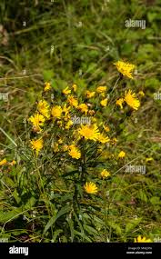Attēlu rezultāti vaicājumam “Hieracium umbellatum flower”
