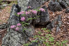 Attēlu rezultāti vaicājumam “Rhododendron periclymenoides”
