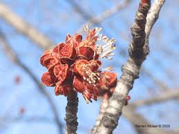 Attēlu rezultāti vaicājumam “Acer saccharinum flower”
