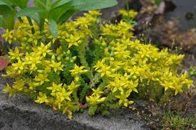 Image result for Sedum acre