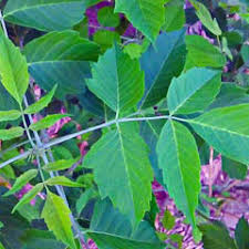 Attēlu rezultāti vaicājumam “Acer negundo female flower”