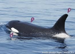 Image result for Orcinus orca