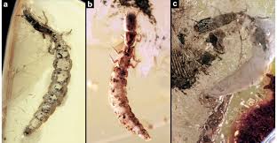 Attēlu rezultāti vaicājumam “Raphidioptera larva”