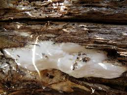 Attēlu rezultāti vaicājumam “Antrodia crassa”