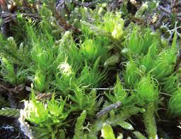 Attēlu rezultāti vaicājumam “Rhytidiadelphus subpinnatus sporophyte”