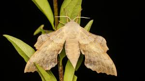 Attēlu rezultāti vaicājumam “Laothoe populi”