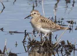 Image result for Calidris bairdii