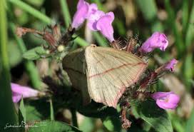 Attēlu rezultāti vaicājumam “Timandra comae”