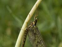 Attēlu rezultāti vaicājumam “Ephemera vulgata”