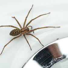 Image result for spider