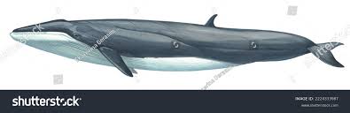 Image result for Balaenoptera borealis