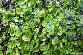 Attēlu rezultāti vaicājumam “Conocephalum conicum”