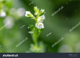 Attēlu rezultāti vaicājumam “Veronica serpyllifolia bud”