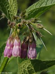 Attēlu rezultāti vaicājumam “Symphytum officinale flower”