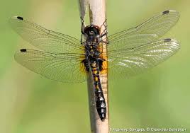 Attēlu rezultāti vaicājumam “Leucorrhinia caudalis male”