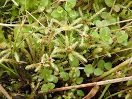 Attēlu rezultāti vaicājumam “Philonotis fontana”