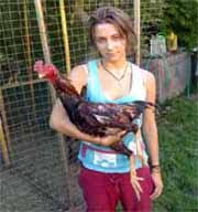 Usaha Ternak Ayam Bangkok