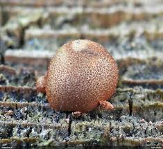 Attēlu rezultāti vaicājumam “Lycogala fuscoolearium macro”