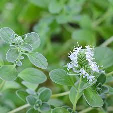 Attēlu rezultāti vaicājumam “Origanum majorana flower”