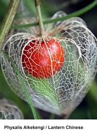 Attēlu rezultāti vaicājumam “Physalis alkekengi fruit”
