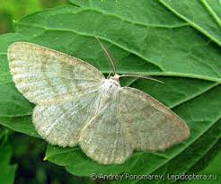 Attēlu rezultāti vaicājumam “Cabera exanthemata”