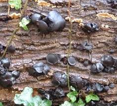 Attēlu rezultāti vaicājumam “Bulgaria inquinans”