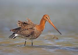 Attēlu rezultāti vaicājumam “Licea pusilla”