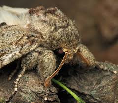 Attēlu rezultāti vaicājumam “Peridea anceps”