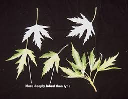 Attēlu rezultāti vaicājumam “Acer saccharinum leaf”