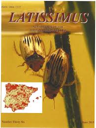 Attēlu rezultāti vaicājumam “Hydrochara caraboides”