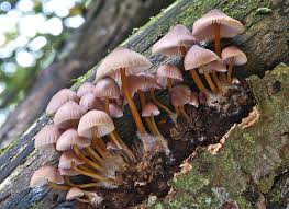 Attēlu rezultāti vaicājumam “Mycena renati”