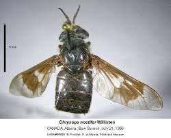 Attēlu rezultāti vaicājumam “Chrysops”