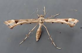 Attēlu rezultāti vaicājumam “Platyptilia gonodactyla”