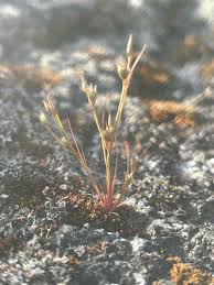 Attēlu rezultāti vaicājumam “Juncus bufonius bud”