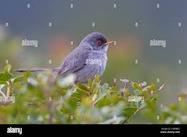 Image result for Sylvia sarda